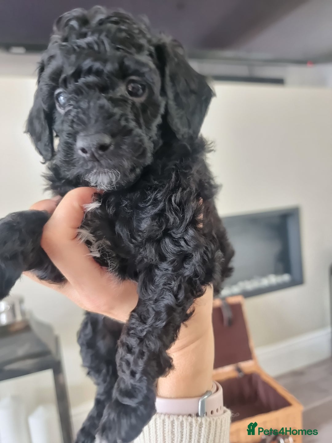 Shihpoo dogs for sale: Shihpoo puppies  - Image 3