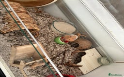 Hamster rodents for sale: George the Syrian Hamster (includes cage etc…) - Image 1