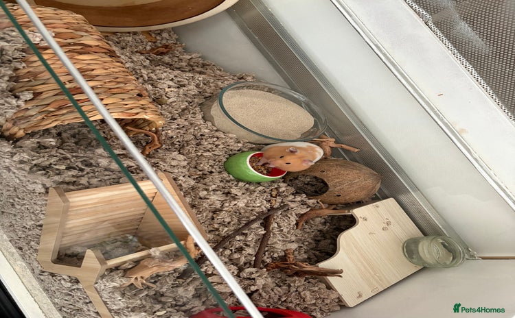 Hamster rodents - Advert 2