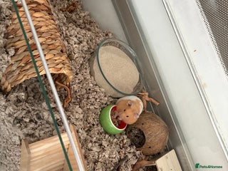 Hamster rodents - Advert 1