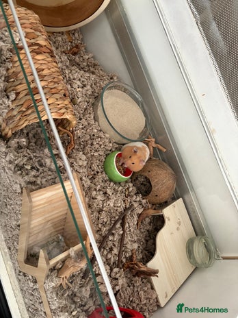 Hamster rodents - Advert 1