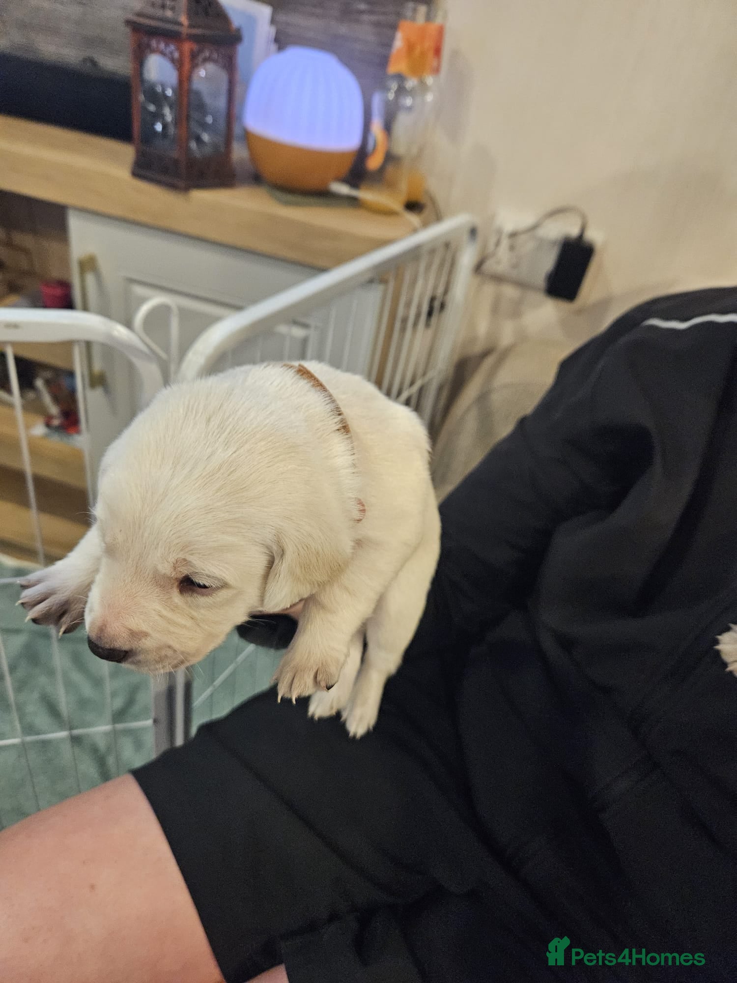 Labrador Retriever dogs *** one gorgeous golden boy left *** - Advert 4