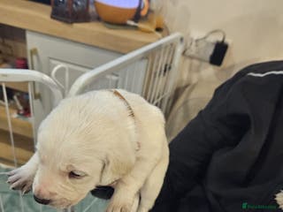 Labrador Retriever dogs *** one gorgeous golden boy left *** - Advert 8