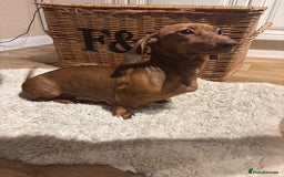 Miniature Dachshund dogs for sale: Litter of 5 Beautiful Dachshund Pups *2 LEFT - Image 7