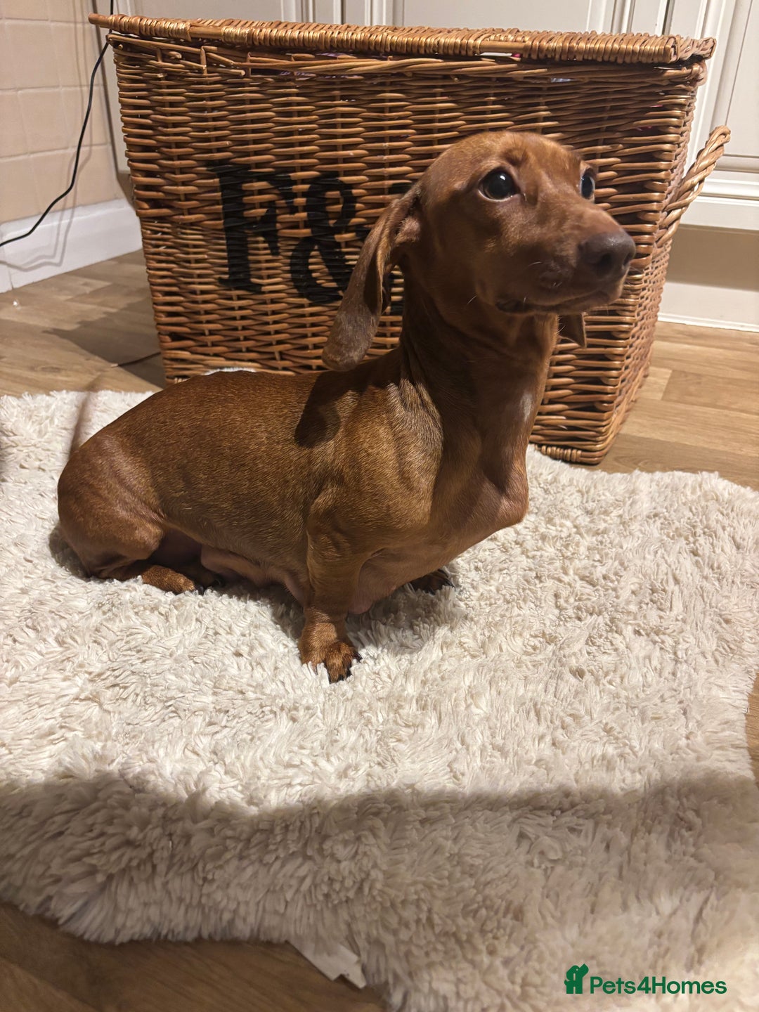 Miniature Dachshund dogs for sale: Litter of 5 Beautiful Dachshund Pups *2 LEFT - Image 7