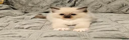 Ragdoll cats for sale: Stunning Ragdoll kittens 😸  - Advert 12