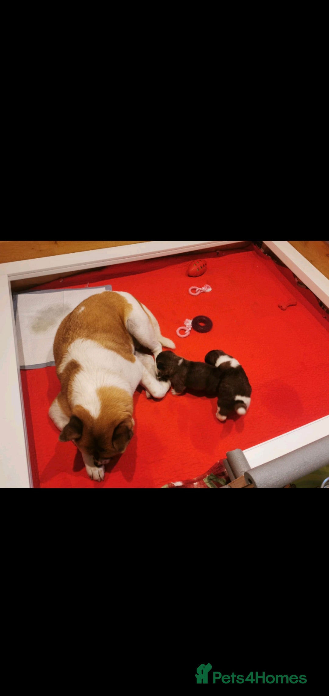 Akita dogs for sale: ✨🐕 Akita Brothers Seeking Their Forever Homes! 🐕 - Image 6