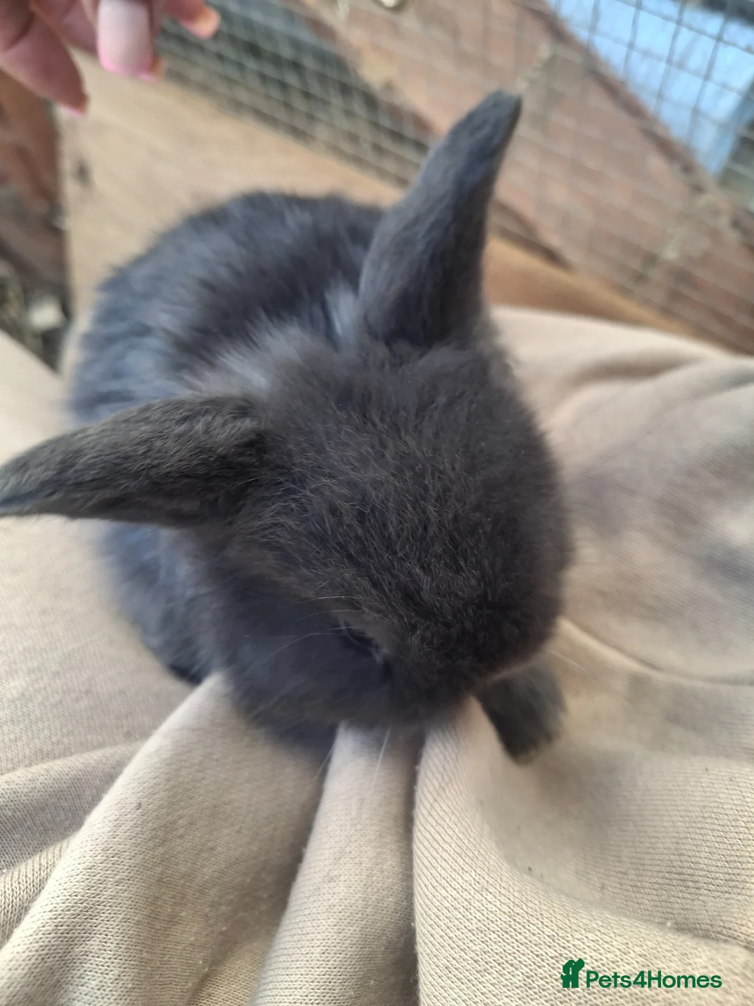 Mini Lop rabbits for sale: Beautiful full mini lops  - Advert 2