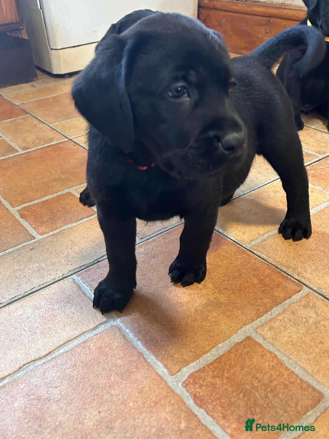 Labrador Retriever dogs for sale: GORGEOUS LITTER OF BLACK LABRADOR PUPPIES!! - Advert 13