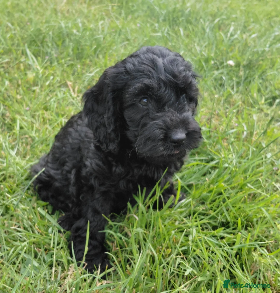 Cockapoo dogs for sale: Brilliant Cockalier-a-Poo Puppies – Ready Soon! - Advert 12