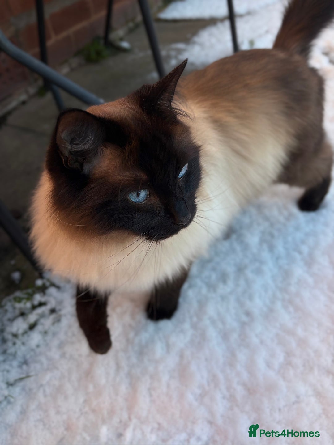Ragdoll cats for sale: Sage - 4 year old Ragdoll - Advert 7