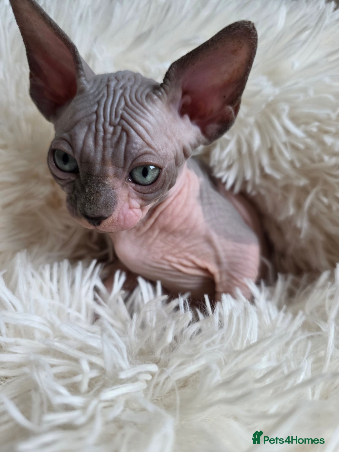 Sphynx cats for sale: Adorable Sphynx kittens💝🐈‍⬛🐈 - Image 15