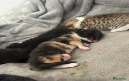 Mixed Breed cats for sale: Beautiful healthy kittens 1x Male and 2x female  - Image 4