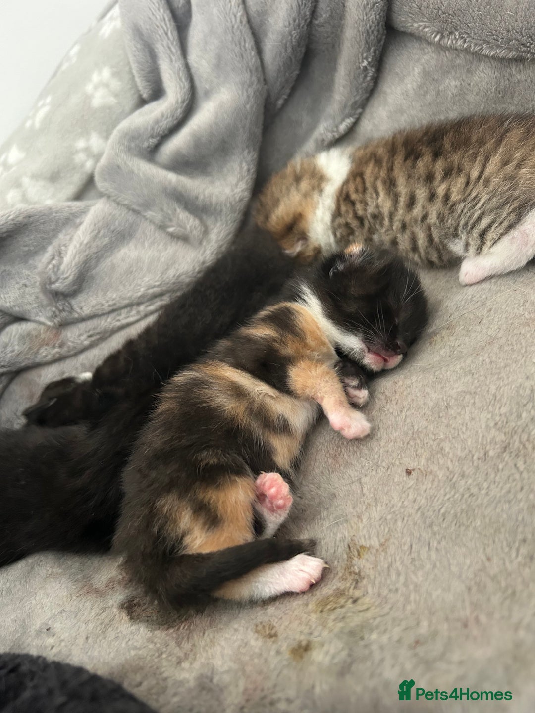 Mixed Breed cats for sale: Beautiful healthy kittens 1x Male and 2x female  - Image 4