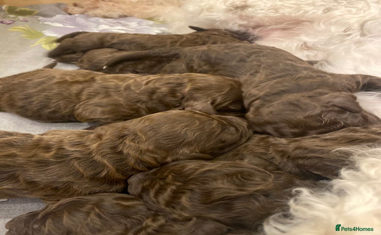 Lagotto Romagnolo dogs - Advert 1