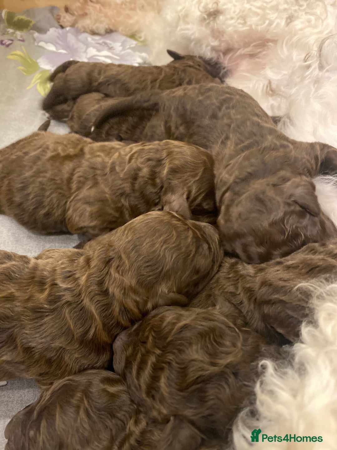Lagotto Romagnolo dogs for sale: Lagotto Romagnolo puppies  - Advert 3