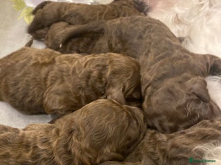 Lagotto Romagnolo dogs - Advert 1