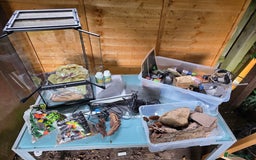 Frog reptiles for sale: Kit terrarium - Image 11