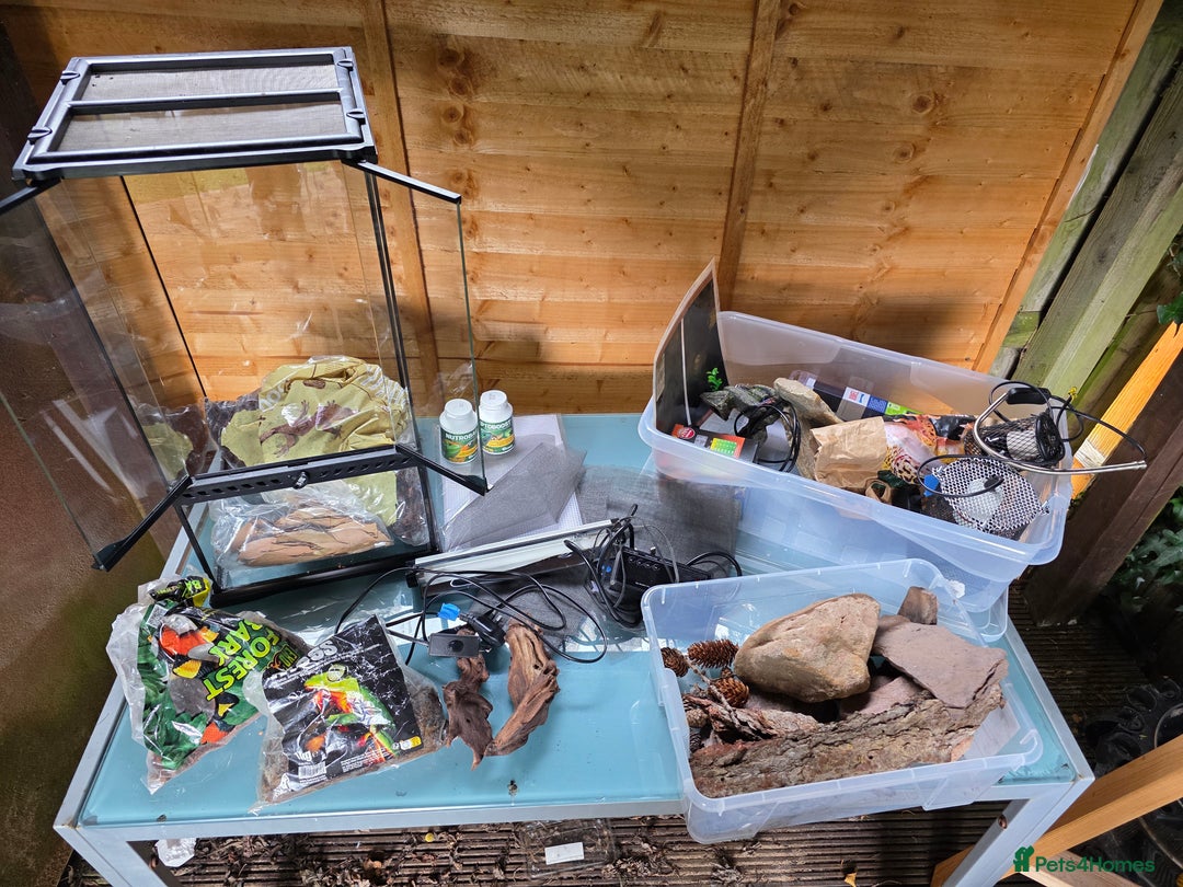 Frog reptiles for sale: Kit terrarium - Image 11