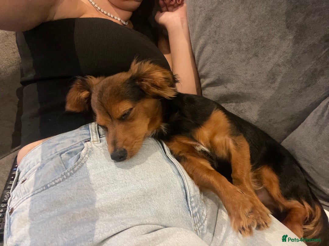 Chiweenie dogs for sale: Handsome Billy Winston  - Image 2