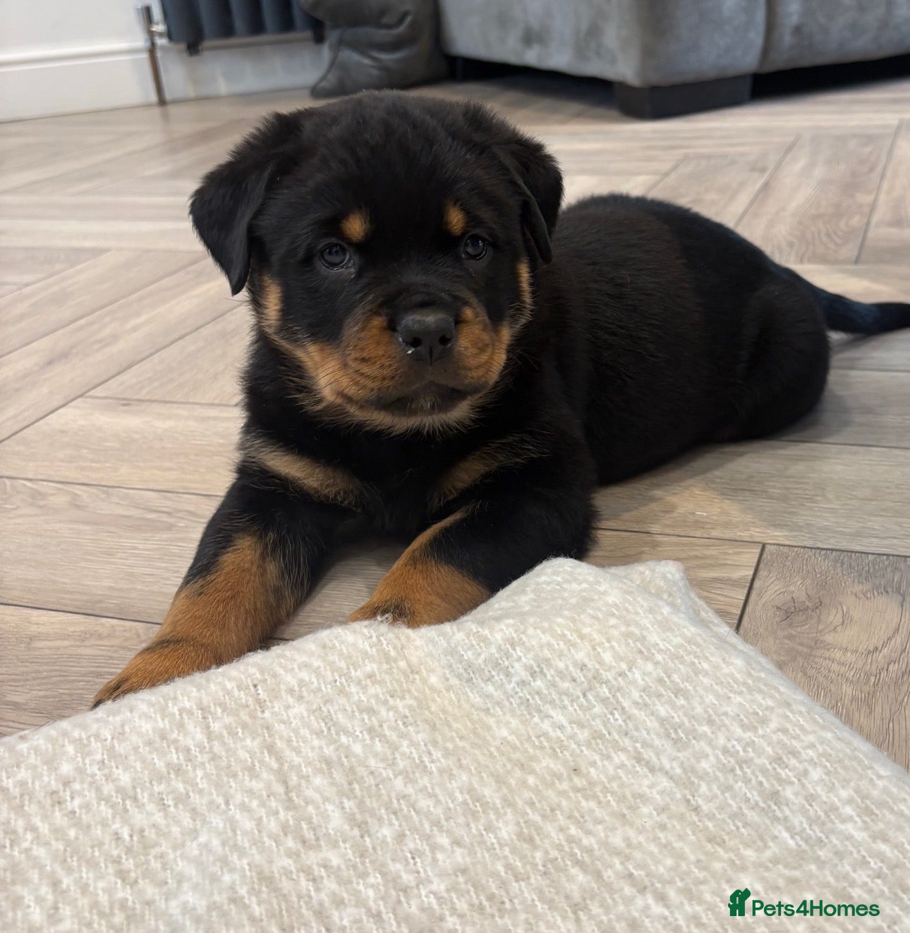 Rottweiler dogs for sale: Beautiful litter of Rottweiler puppies  - Advert 4