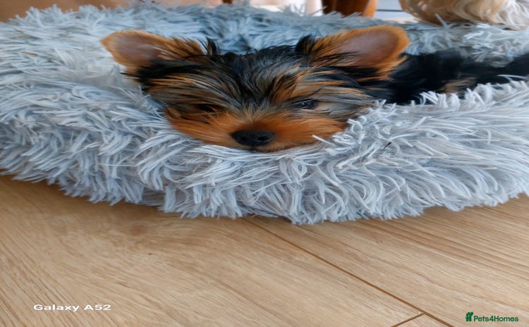 Yorkshire Terrier dogs Yorkshire Terrier Puppies – Ready 24Nov(3 left) - Advert 17