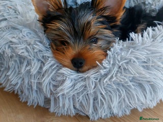 Yorkshire Terrier dogs Yorkshire Terrier Puppies – Ready 24Nov(3 left) - Advert 1