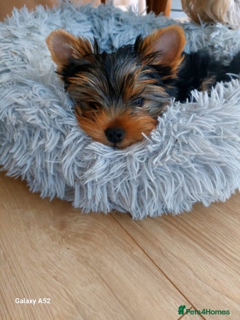 Yorkshire Terrier dogs Yorkshire Terrier Puppies – Ready 24Nov(3 left) - Advert 17