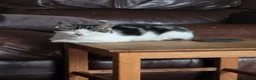 Mixed Breed cats for sale: Half sphynx kitten - Advert 6