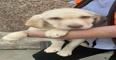 Labrador Retriever dogs - Advert 1
