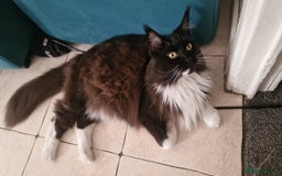Maine Coon cats for sale: 2 beautiful (certified pure-bred) maine coons - Image 7