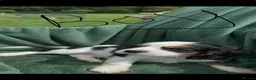 King Charles Spaniel dogs for sale:  Pure King Charles cavalier puppies  - Advert 3
