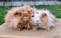 Guinea Pig rodents for sale: 2 super friendly male guinea pigs  - Image 1