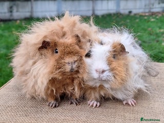 Guinea Pig rodents for sale - Advert 1