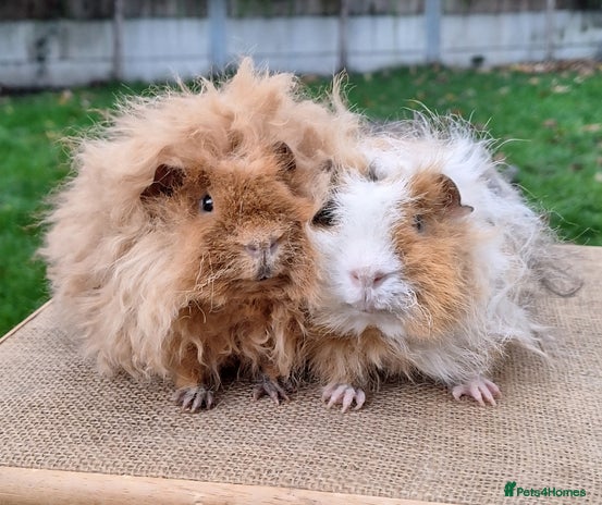 Guinea Pig rodents - Advert 1