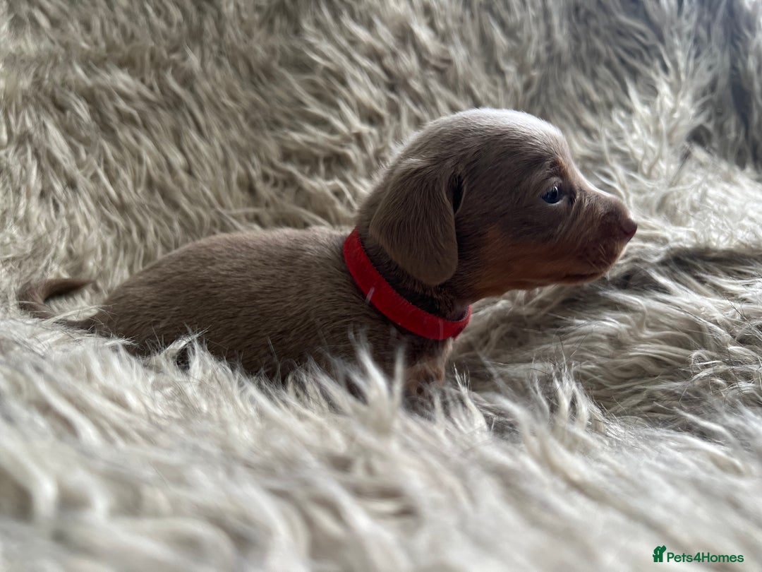 Dachshund dogs for sale: Beautiful mini dachshund babies  - Image 6