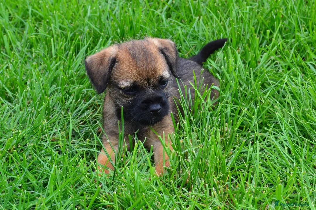 Border Terrier dogs for sale: Border Terrier Puppies - Advert 1