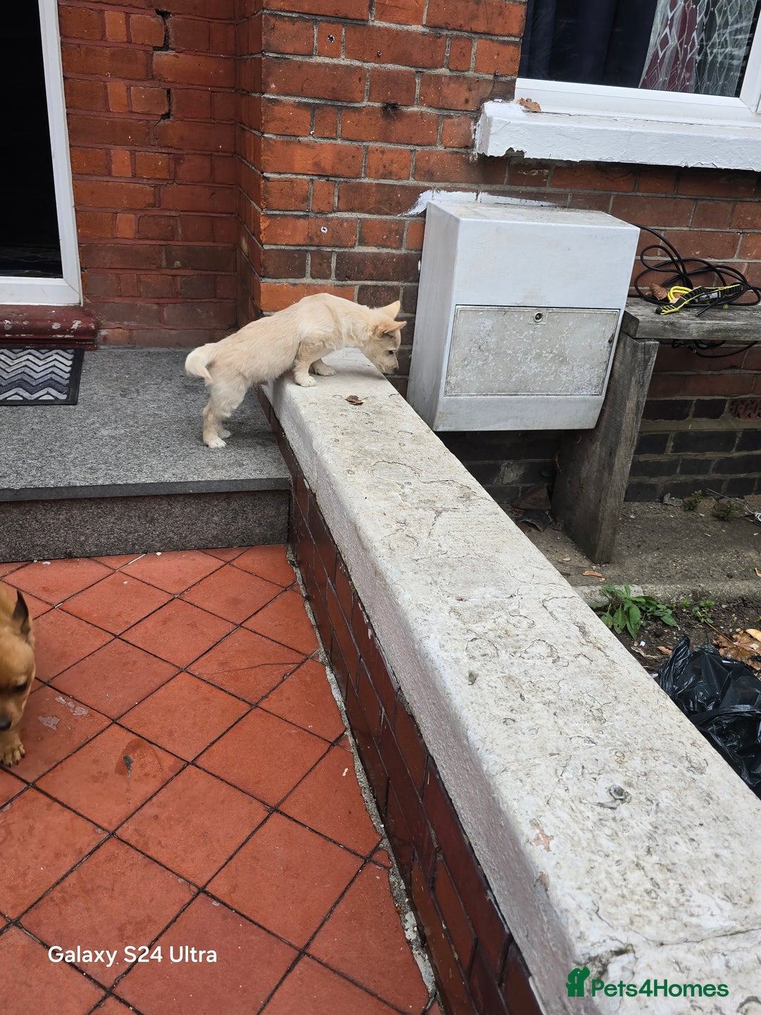 Mixed Breed dogs for sale: Puppy  - Advert 13