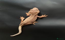 Gecko reptiles for sale: Crested gecko - Image 5