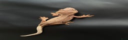 Gecko reptiles for sale: Crested gecko £ONO - Advert 5