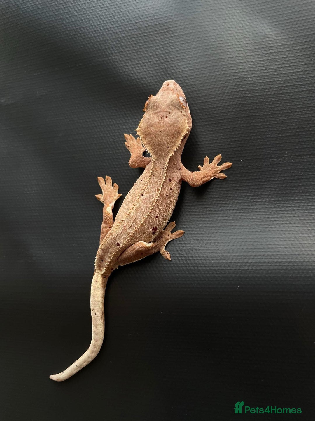 Gecko reptiles for sale: Crested gecko - Image 5