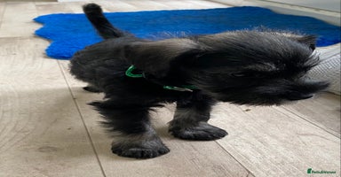Miniature Schnauzer dogs - Advert 3
