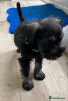 Miniature Schnauzer dogs - Advert 12