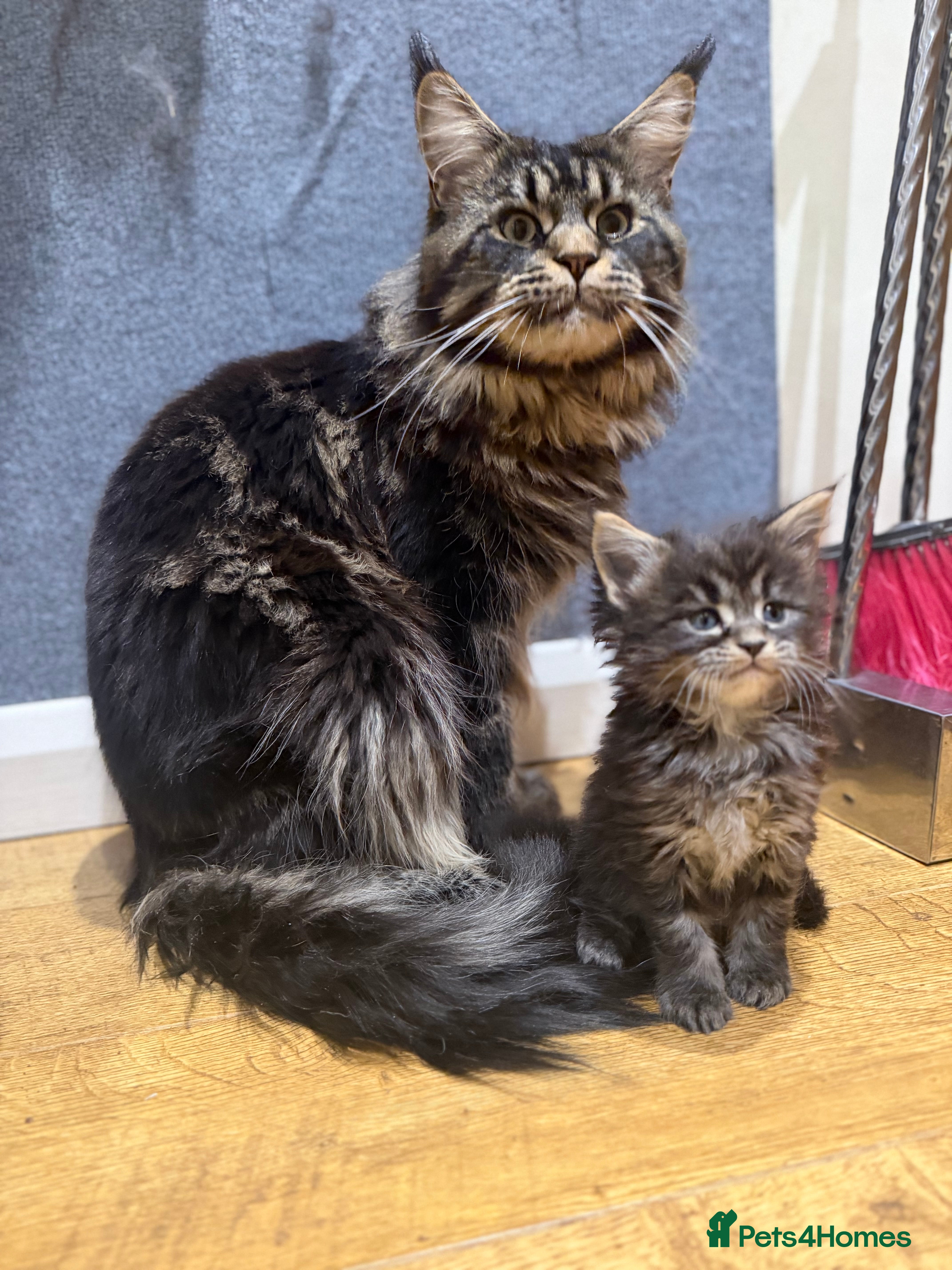 Maine Coon cats Majestic Purebred Maine Coon Kittens - TICA 🐾 - Advert 5