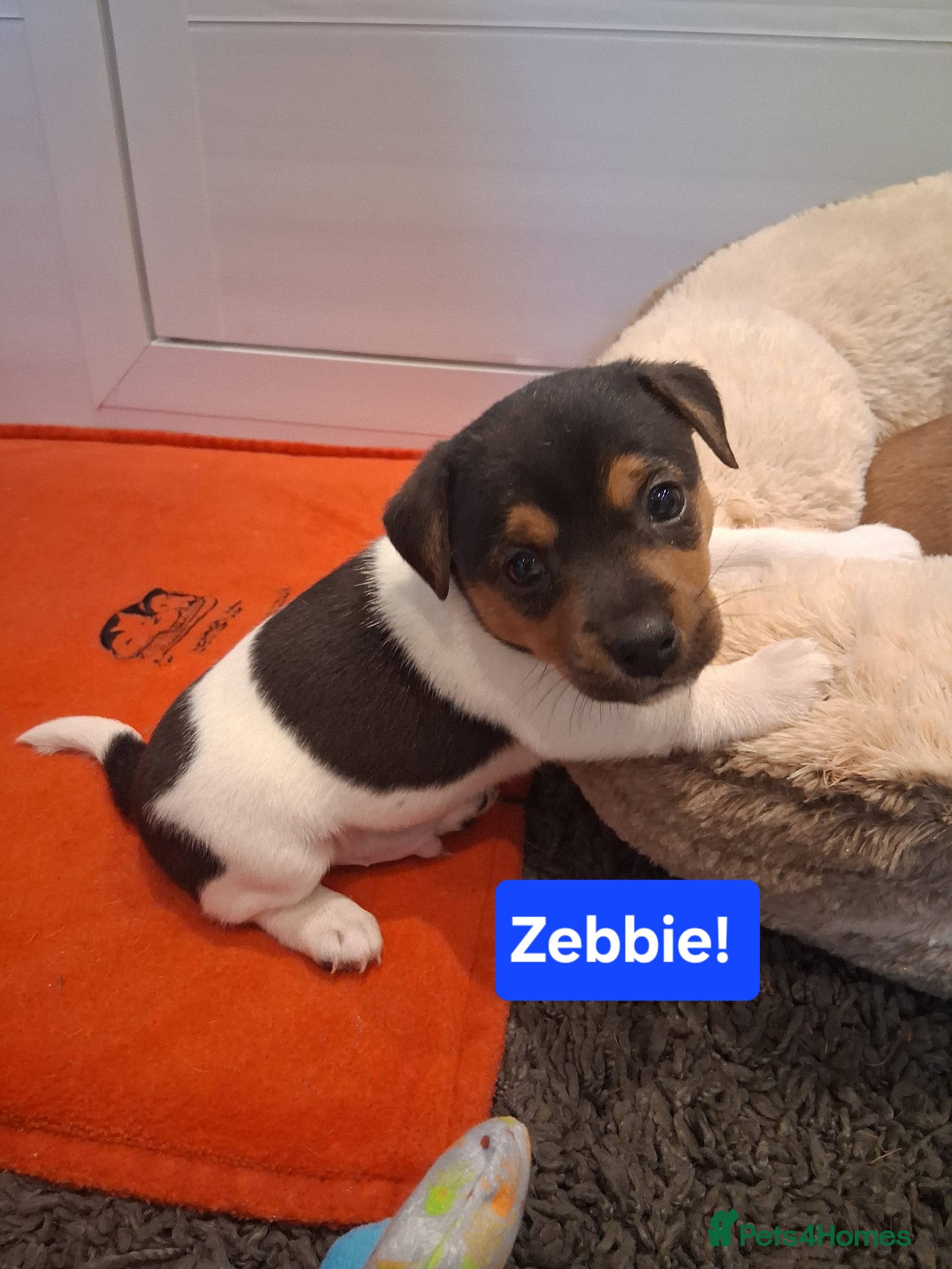 Jack Russell dogs Jack Russell Puppies - Ready June 3rd - Advert 6