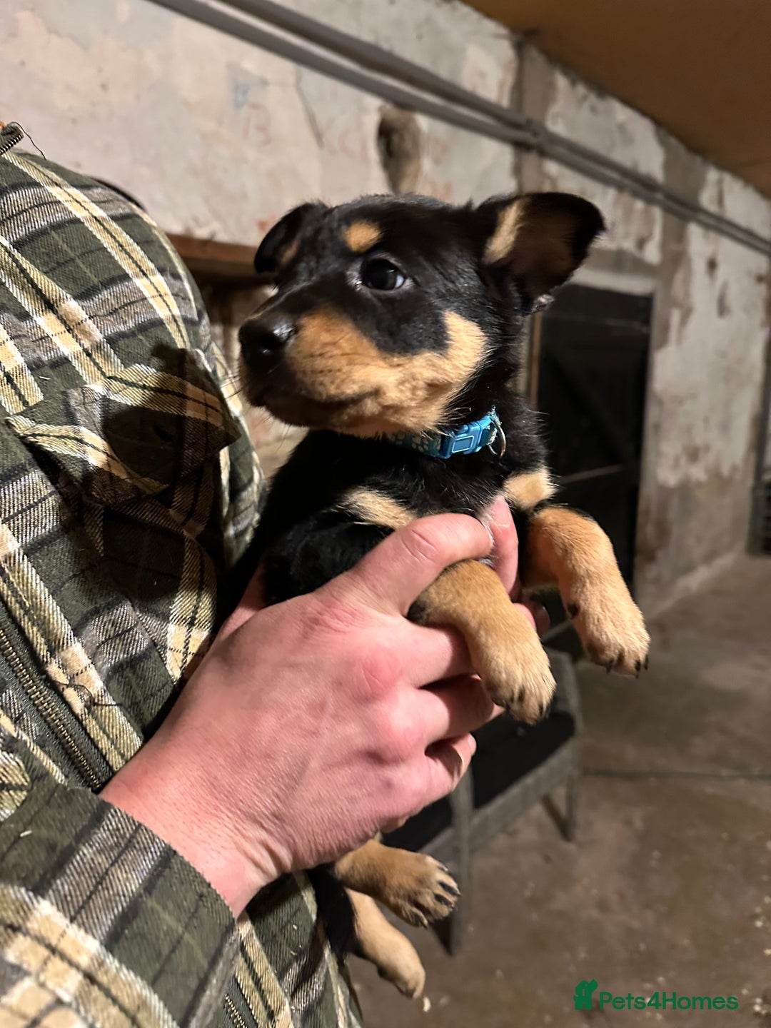 Australian Kelpie dogs for sale: Australian Kelpie Puppies - Advert 8