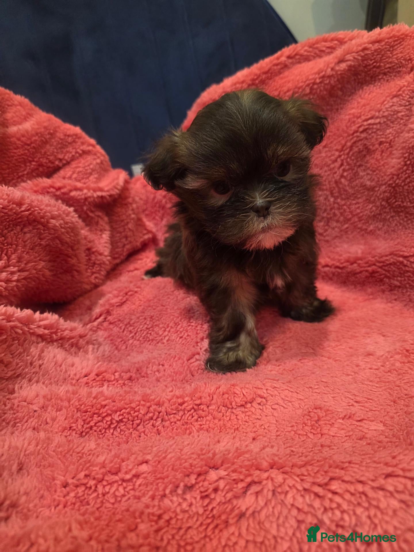 Shih Tzu dogs for sale: 6 mixed shitzu puppies  - Advert 2