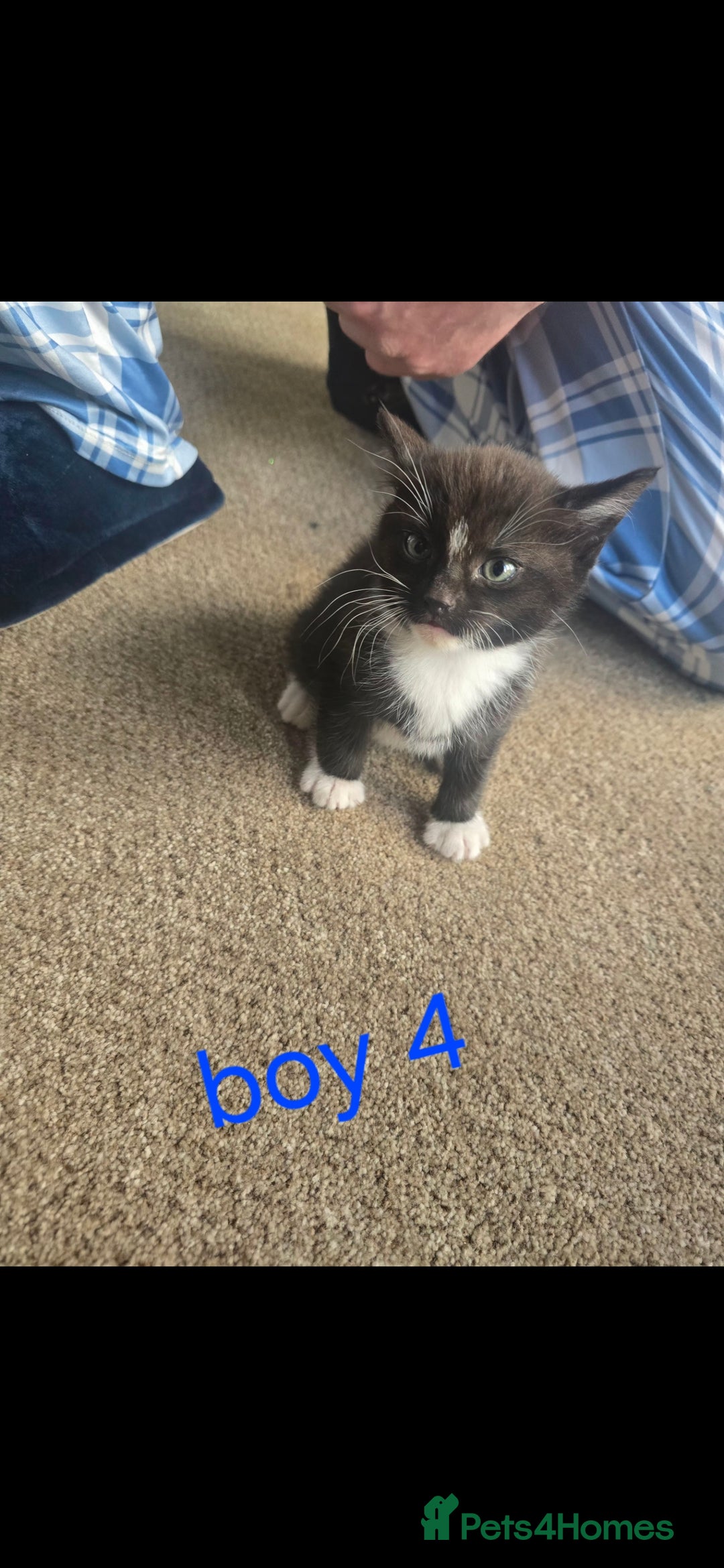 Mixed Breed cats for sale: Mixed breed kittens for sale - Advert 6