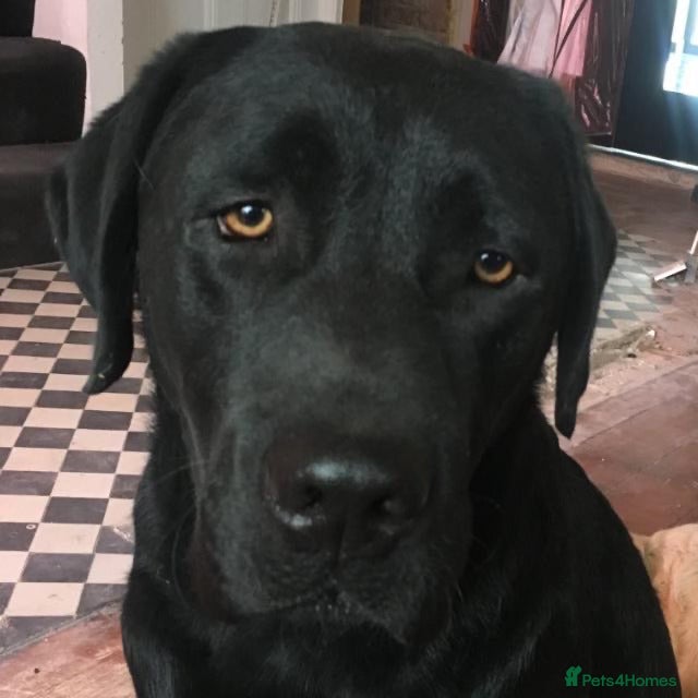 Labrador Retriever dogs 7 week old fantastic labrador pups  - Advert 5