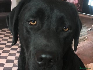 Labrador Retriever dogs 7 week old fantastic labrador pups - Advert 5